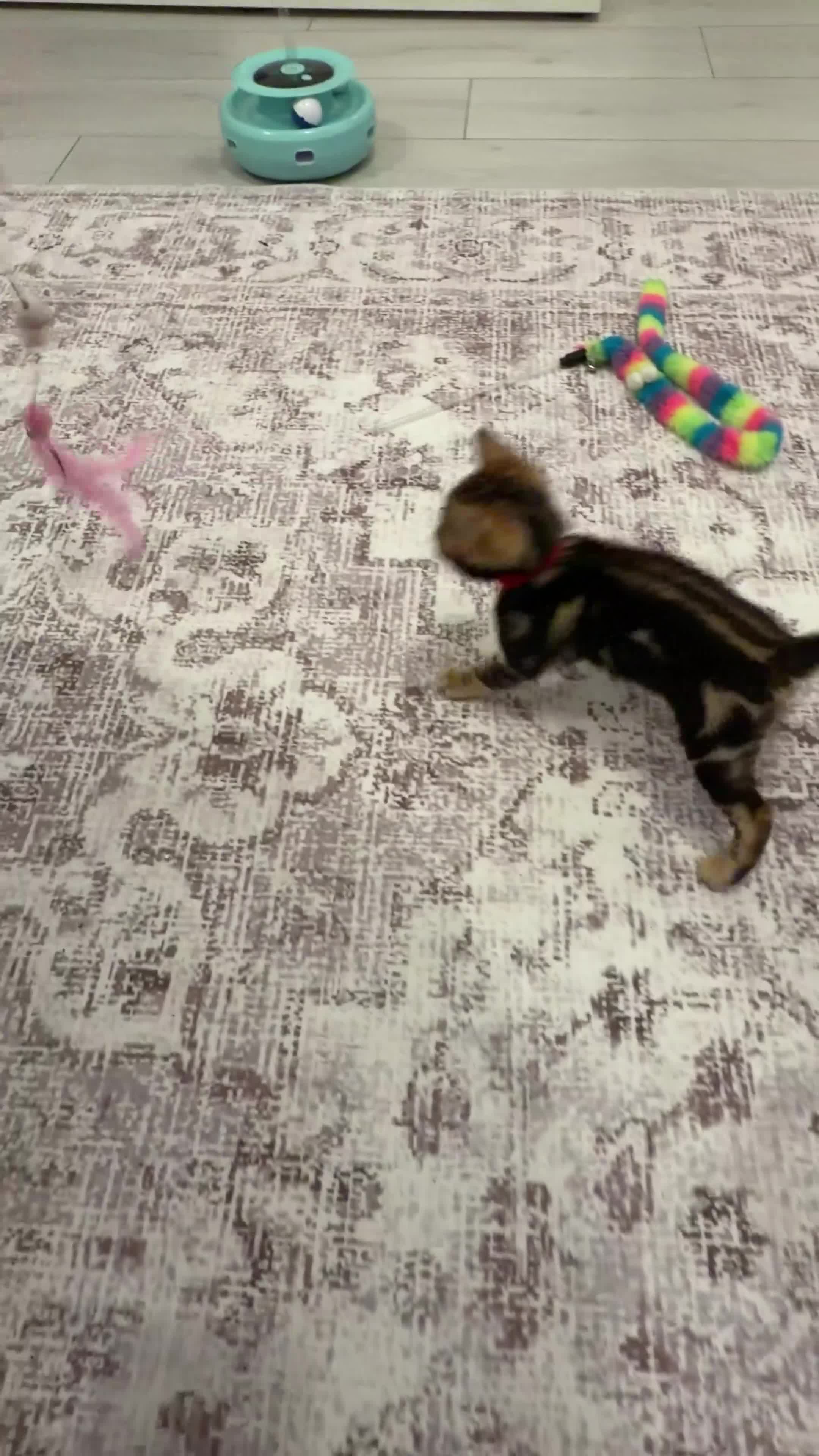 Bengal cats for sale: Only 2 Beautiful Bengal kittens Available🐾  - Video 2