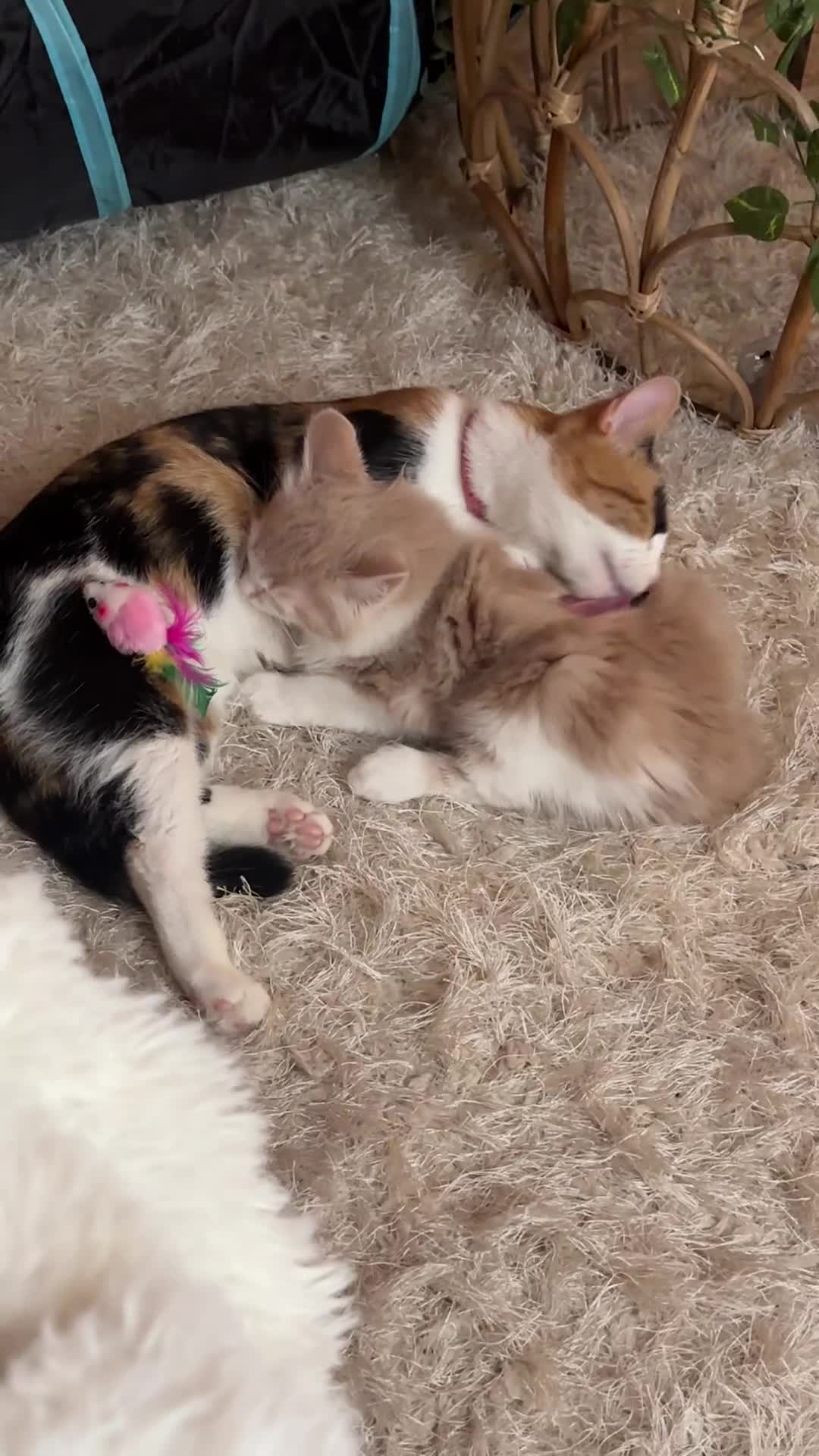 Mixed Breed cats for sale: Beautiful and affectionate 1 year old male - Video 1