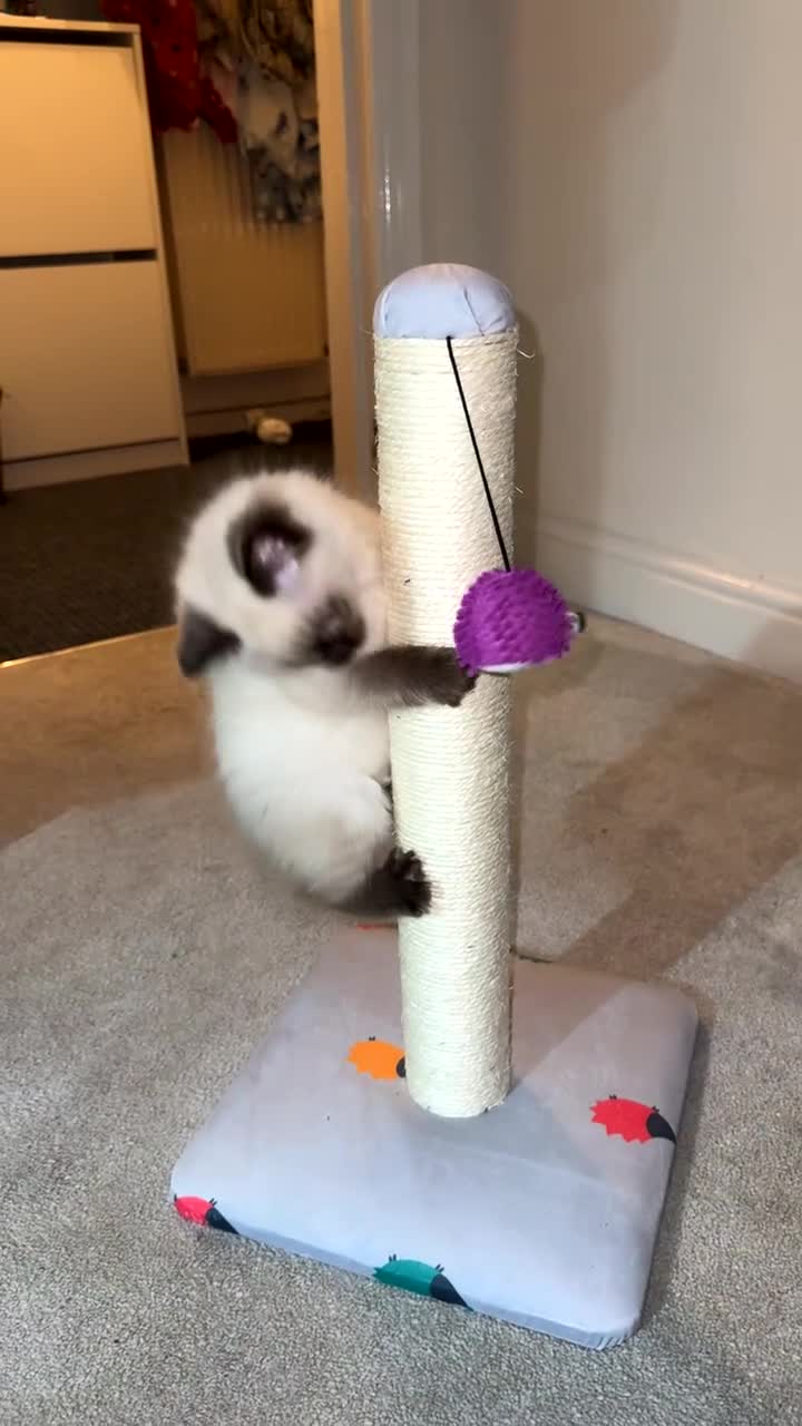 Ragdoll cats for sale: Beautiful Ragdoll kittens open to reasonable offer - Video 2