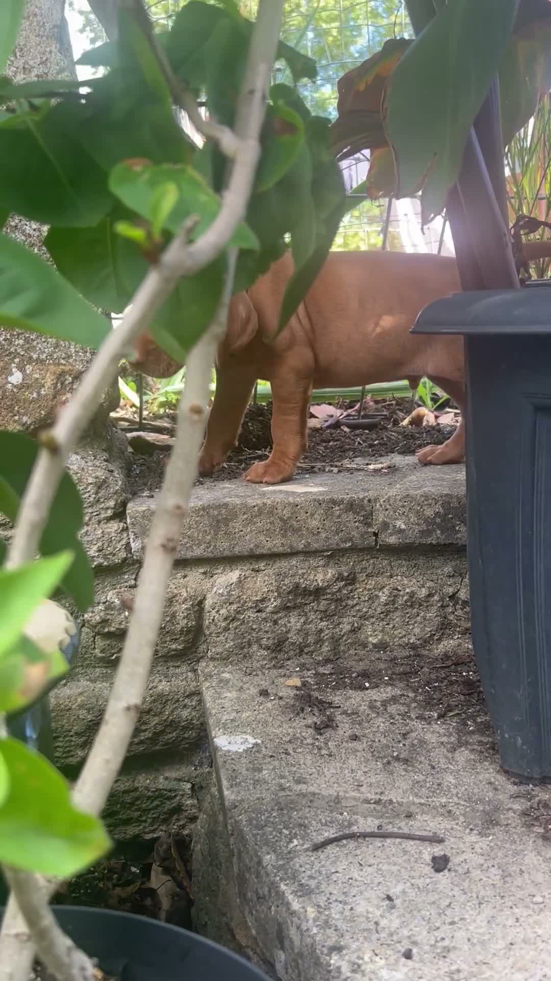 Hungarian Vizsla dogs for sale: Hungarian Vizsla puppy - Video 1