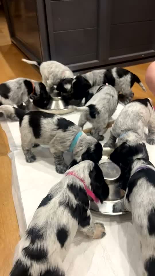 Cocker Spaniel dogs for sale: DUE 31/10/26 KC SHOW TYPE COCKER SPANIELS in Brecon - Video 1