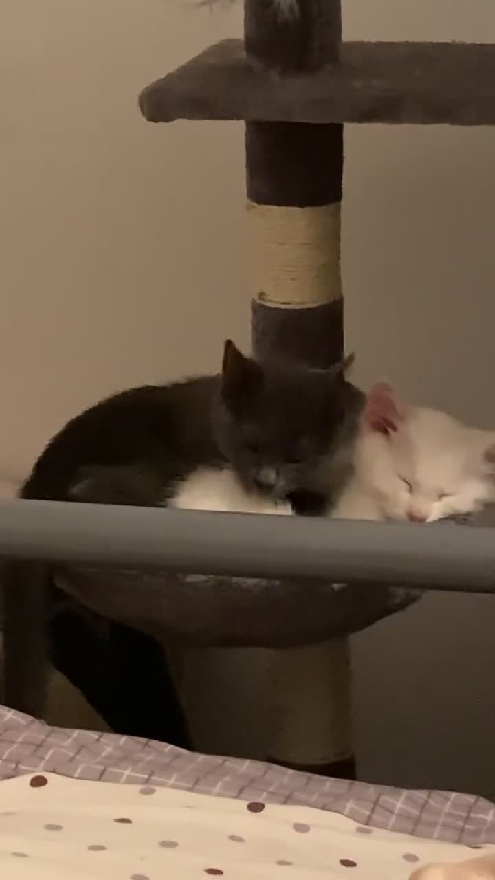 British Shorthair cats for sale: BONDED PAIR british shorthair turkish angora - Video 4
