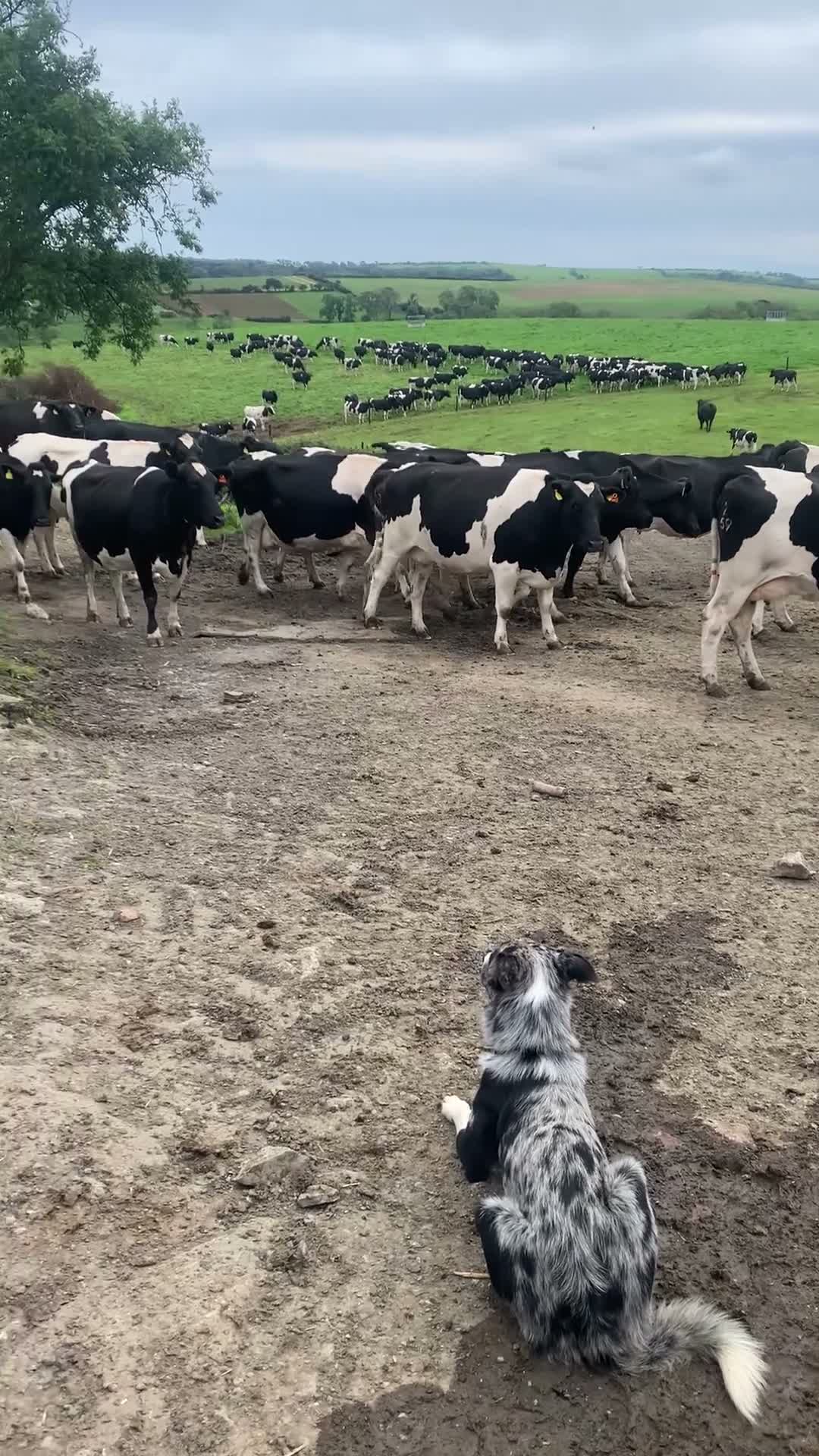 Border Collie dogs for stud: Blue Merle Stud  - Video 3