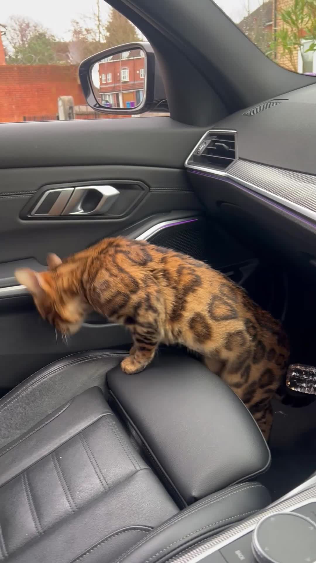 Bengal cats for sale: Bangle cat in Liverpool - Video 1