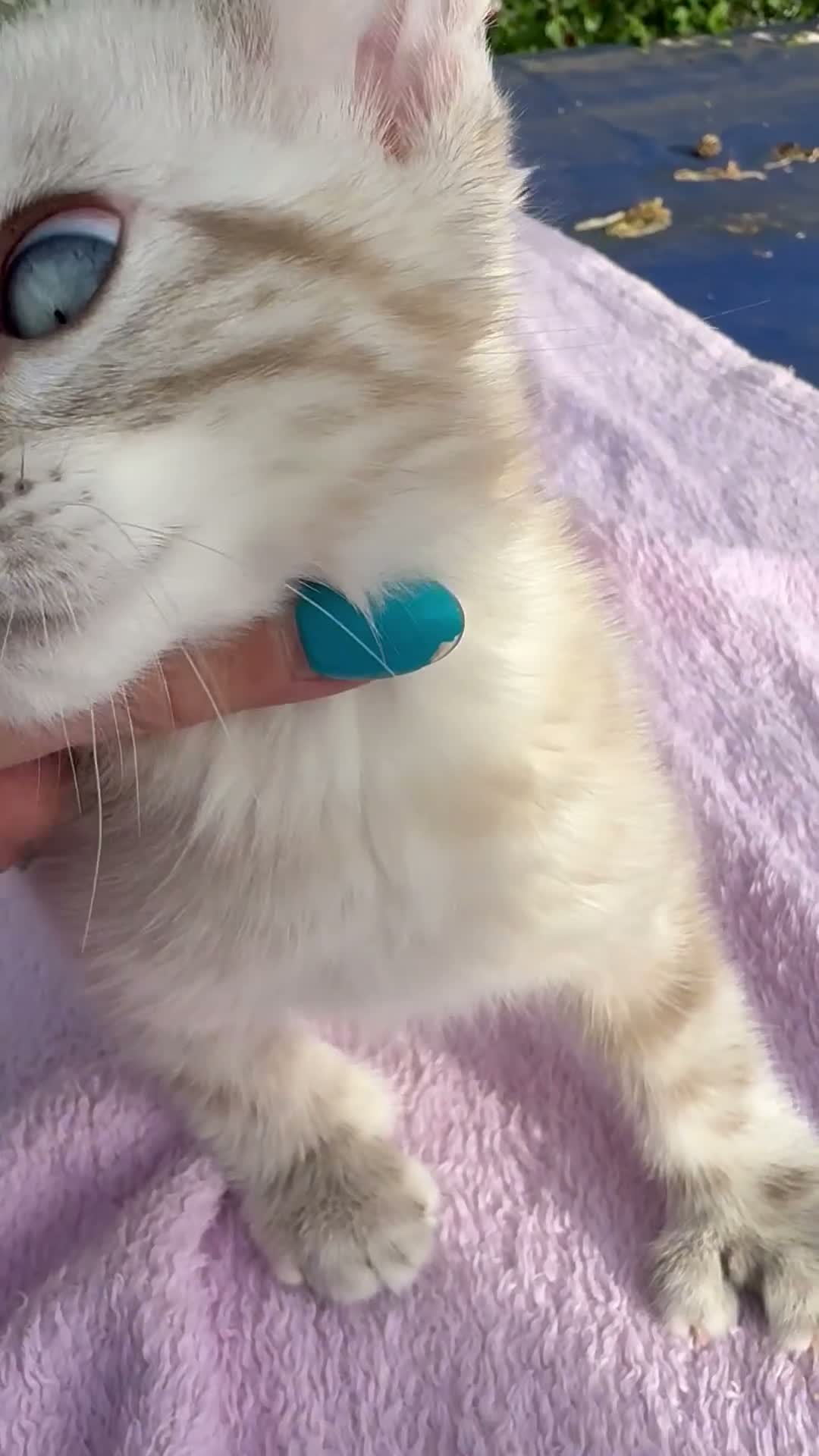 Keetso cats for sale: Polydactyl slight curl eared snow leopard boy  - Video 5