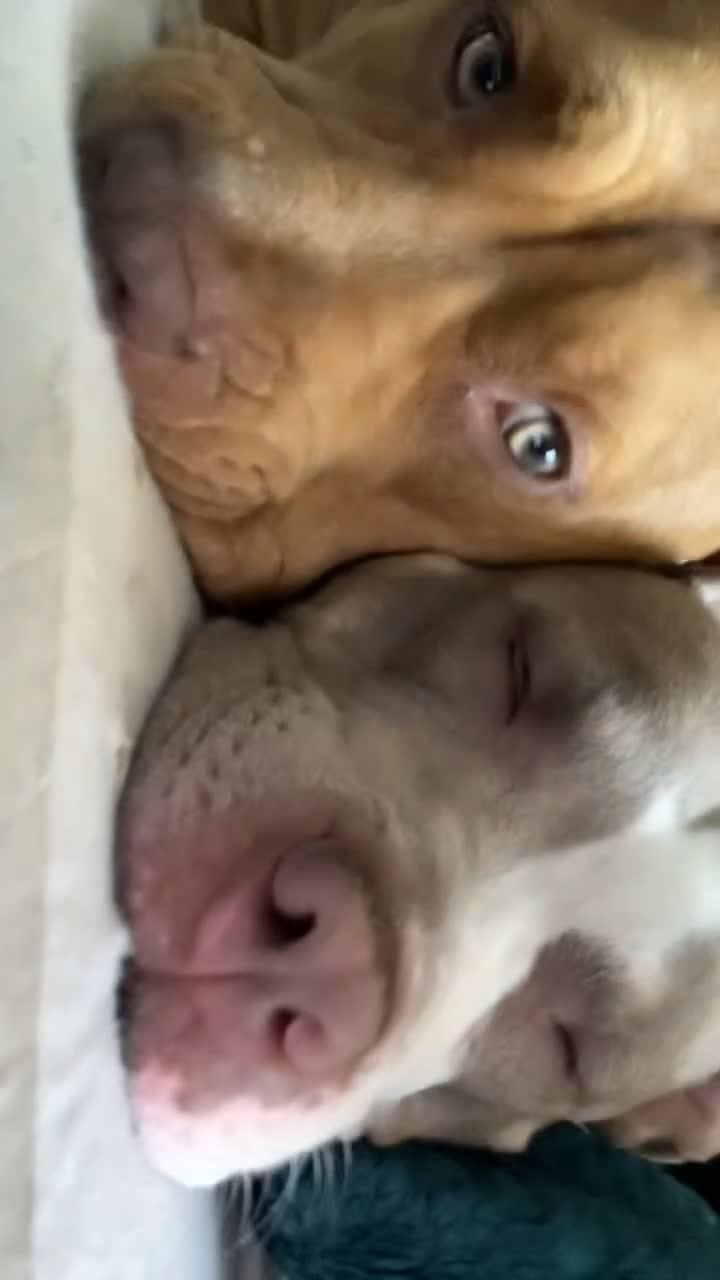 American Bully dogs for sale: American Bully - Freya  - Video 3