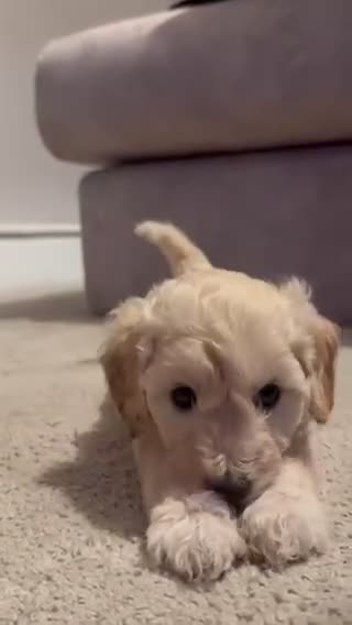 Doxiepoo dogs for sale: Last Beautiful Doxiepoo Puppy - Video 1