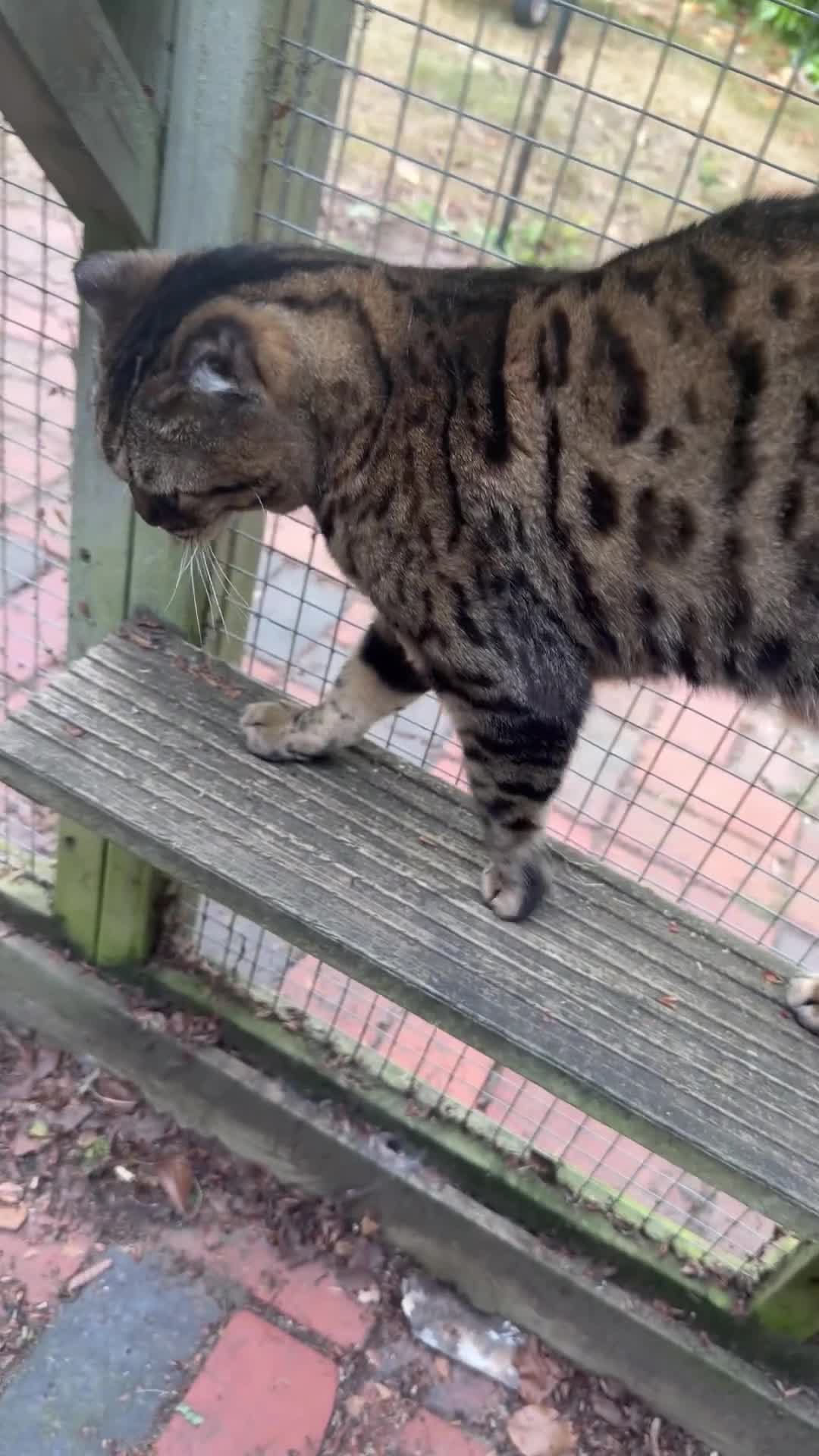 Bengal cats for sale: TICA Bengal Brown Rosetted Female - Mia (Mims) - Video 1