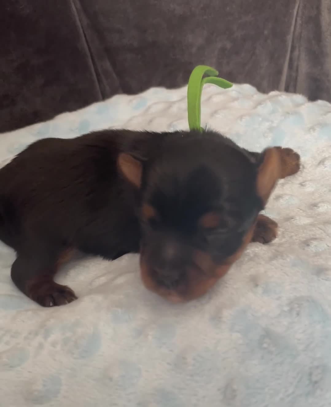 Mixed Breed dogs for sale: Adorable Yorkshire/Biewer Terriers - Video 1
