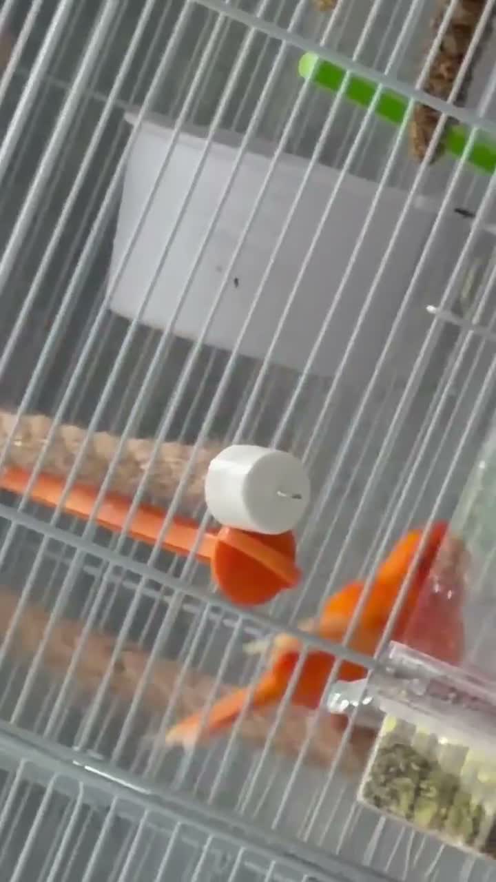 Canaries birds for sale: Pair of canaries red factor.  - Video 1