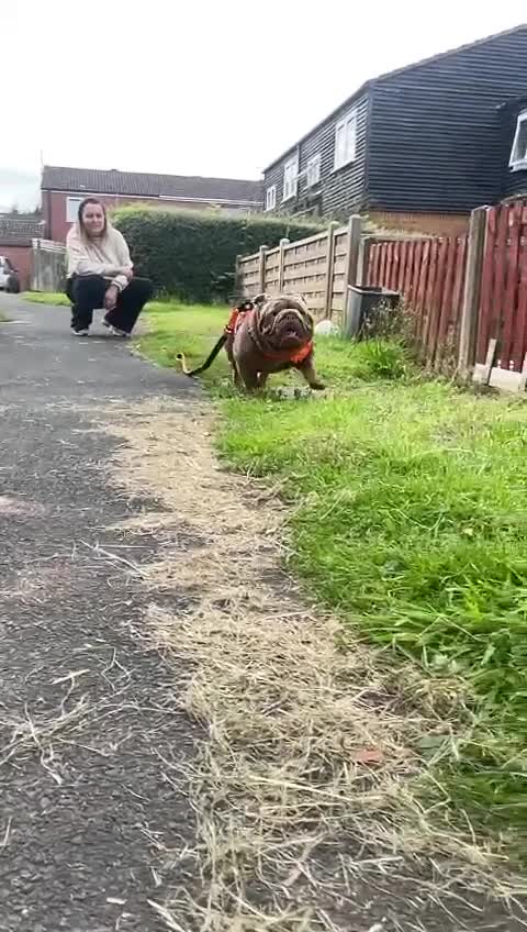 English Bulldog dogs for stud: Fully Suited Lilac and Tan in Birmingham - Video 2