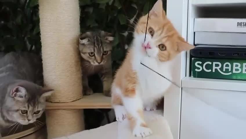 Scottish Fold cats for sale: Ready TICA reg stunning kittens available  - Video 2
