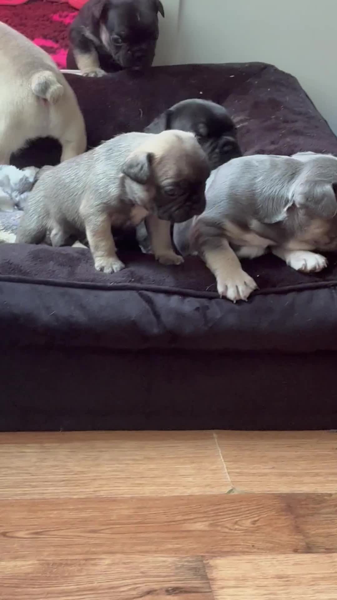 French Bulldog dogs for sale: Adorable French bulldogs puppies-ready soon - Video 1