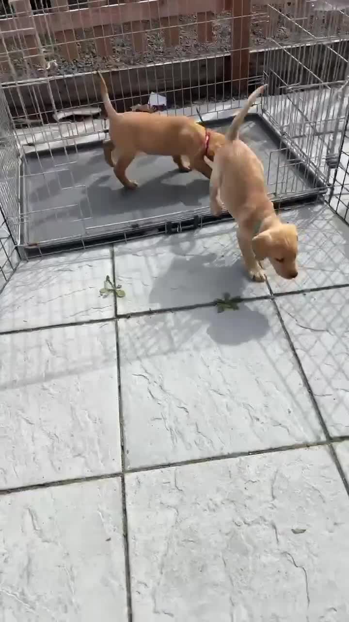 Labrador Retriever dogs for sale: KC REG Lab puppy ready to take home - Video 1