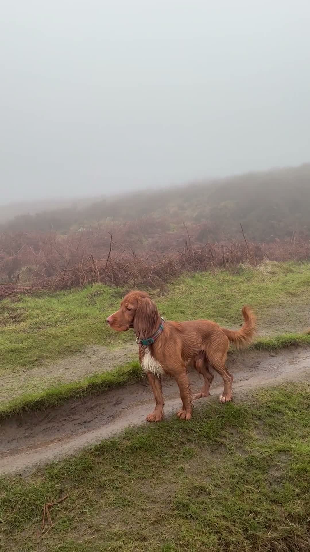 Cocker Spaniel dogs for sale: Rudy - male, 18 months old. in Ilkley - Video 1