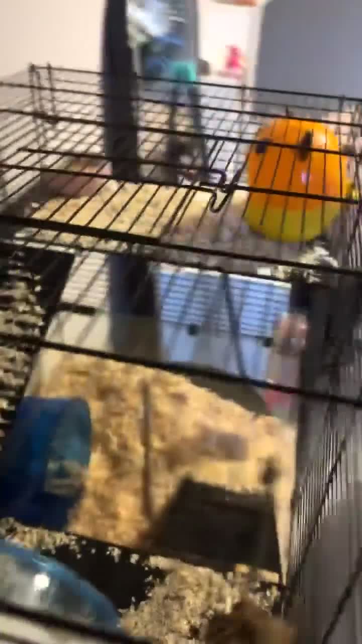 Hamster rodents for sale: Hamster for sale (including the black cage)  in Dundee - Video 1
