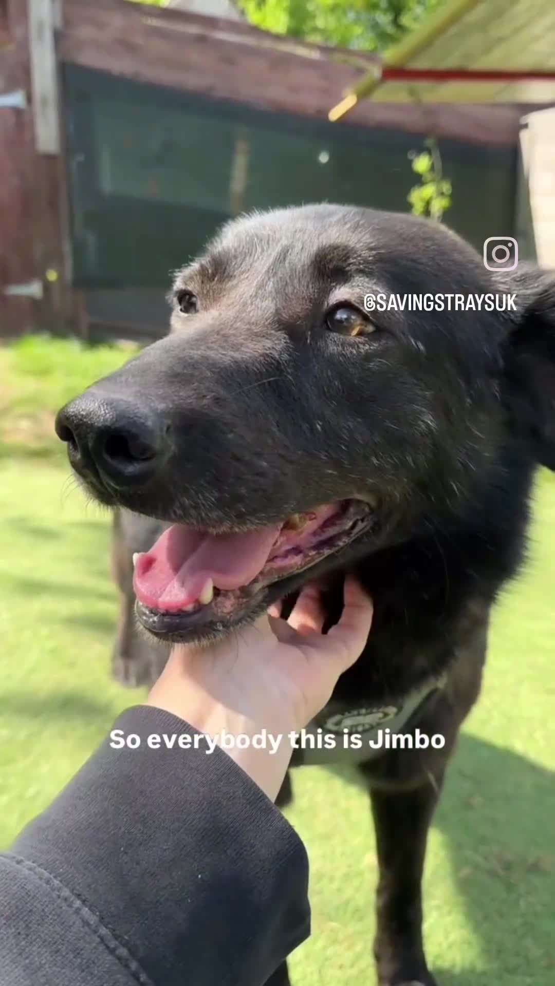 Mixed Breed dogs for adoption: Jimbo - Video 1