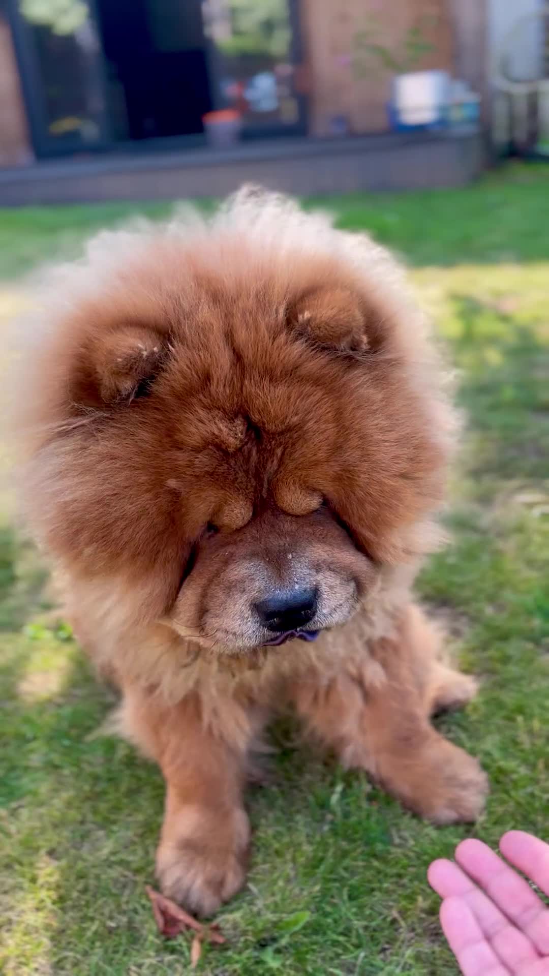 Chow Chow dogs for sale: Teddy - Chow Chow  - Video 2