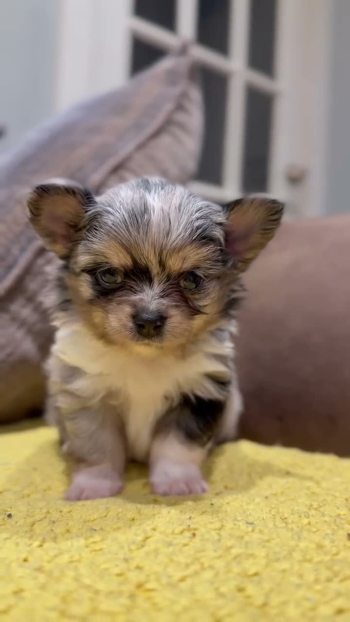 Chihuahua dogs for sale: Merle chihuahua  - Video 1