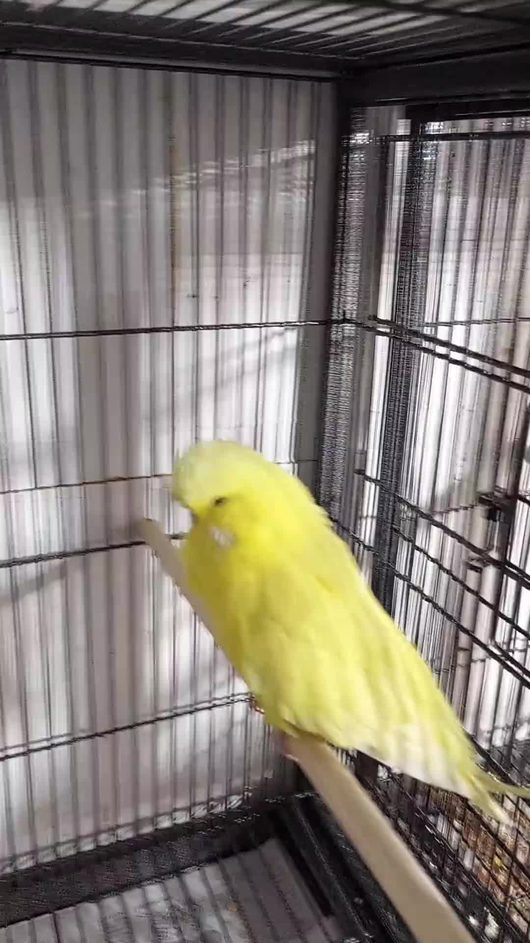 Budgerigars birds for sale: 5 male Spangle budgies job lot in Ashford - Video 1