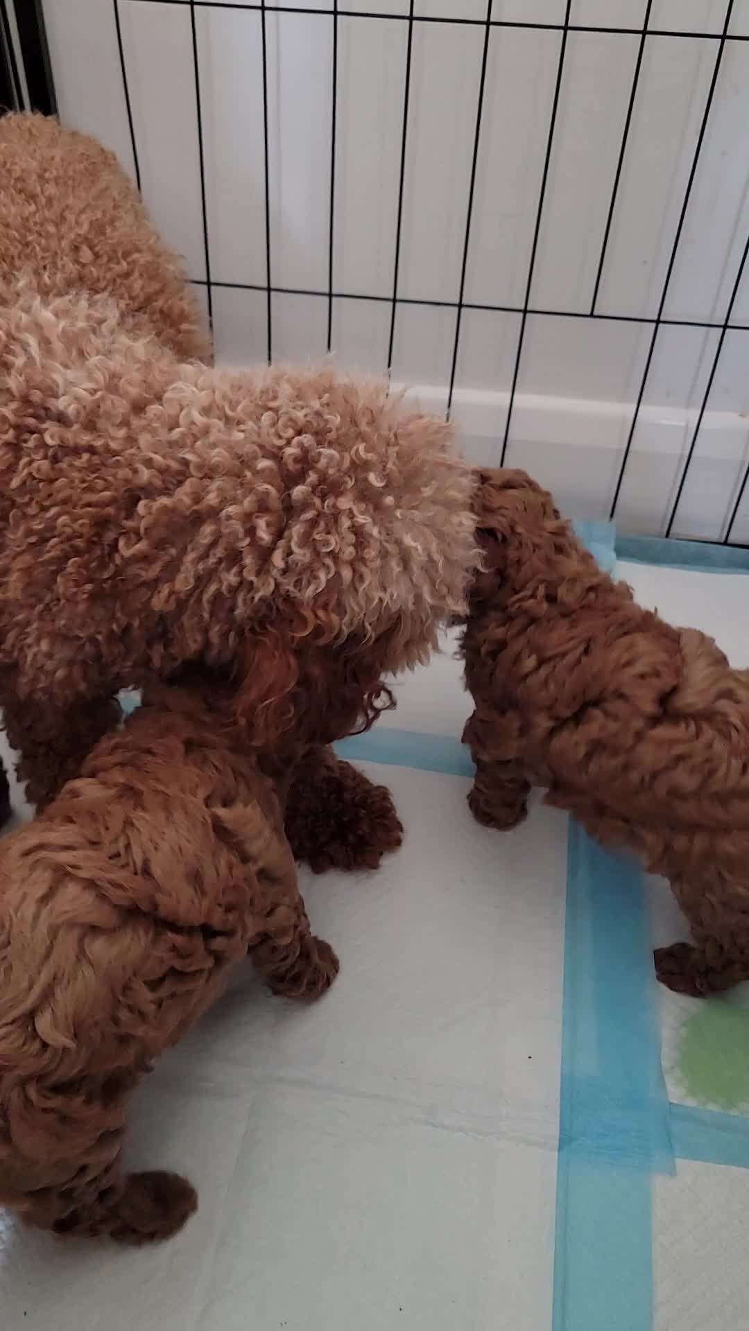 Miniature Poodle dogs for sale: Miniature Red Poodle KC Reg Full Pedigree - Video 1