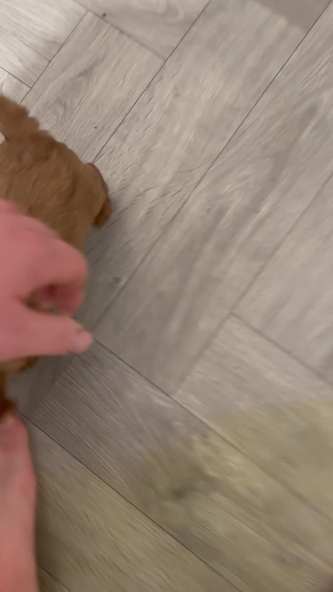 Cavalier King Charles Spaniel dogs for sale: Male King Charles Cavalier Puppies 🩵💙 - Video 1