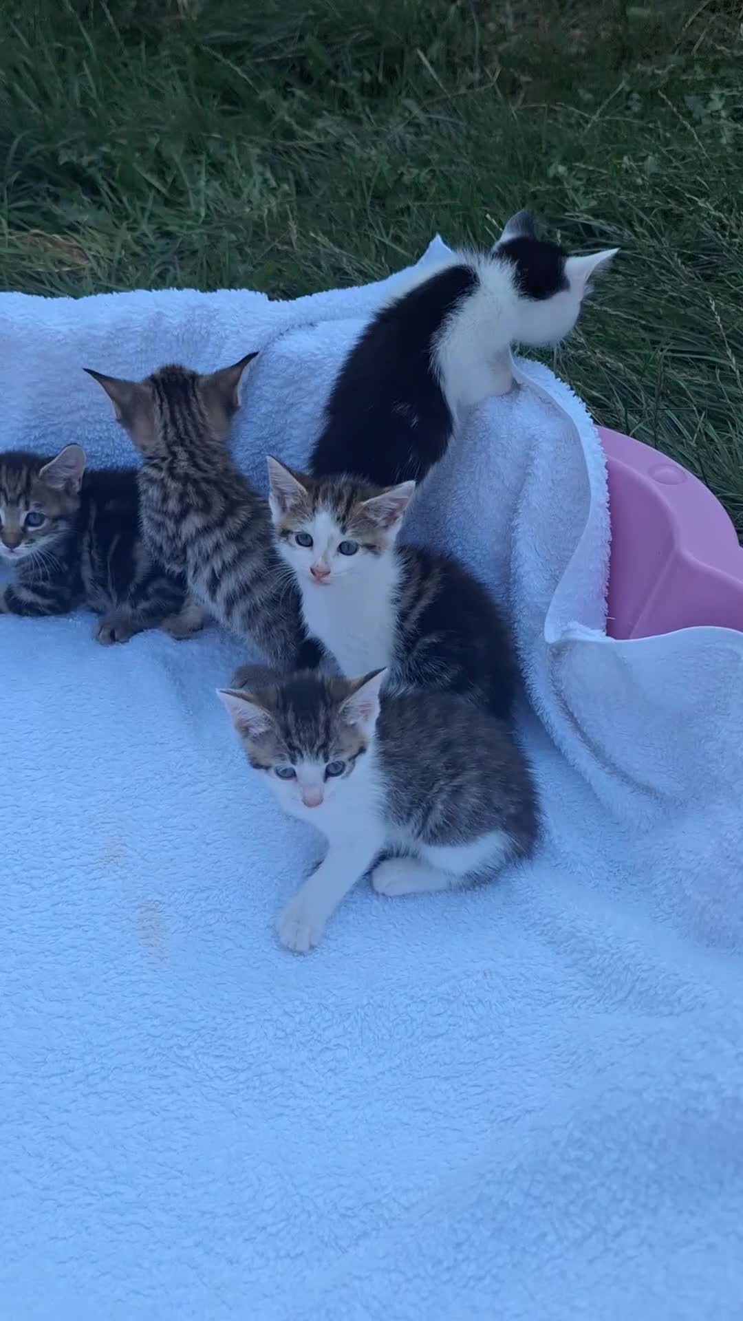Mixed Breed cats for sale: Beautiful kittens  - Video 1