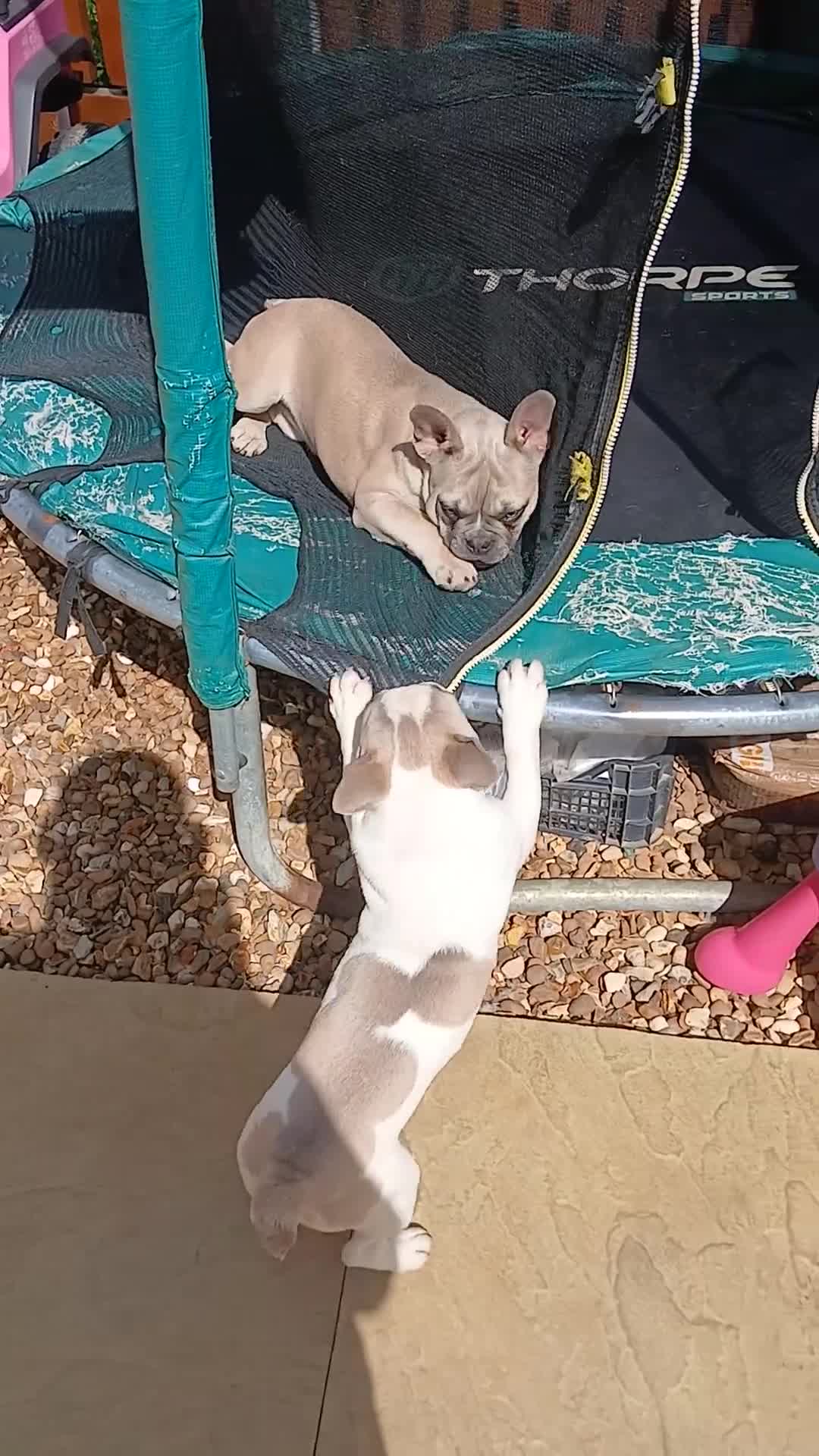 French Bulldog dogs for sale: Reduced £1000 1 Beautiful French Bulldog - Video 2