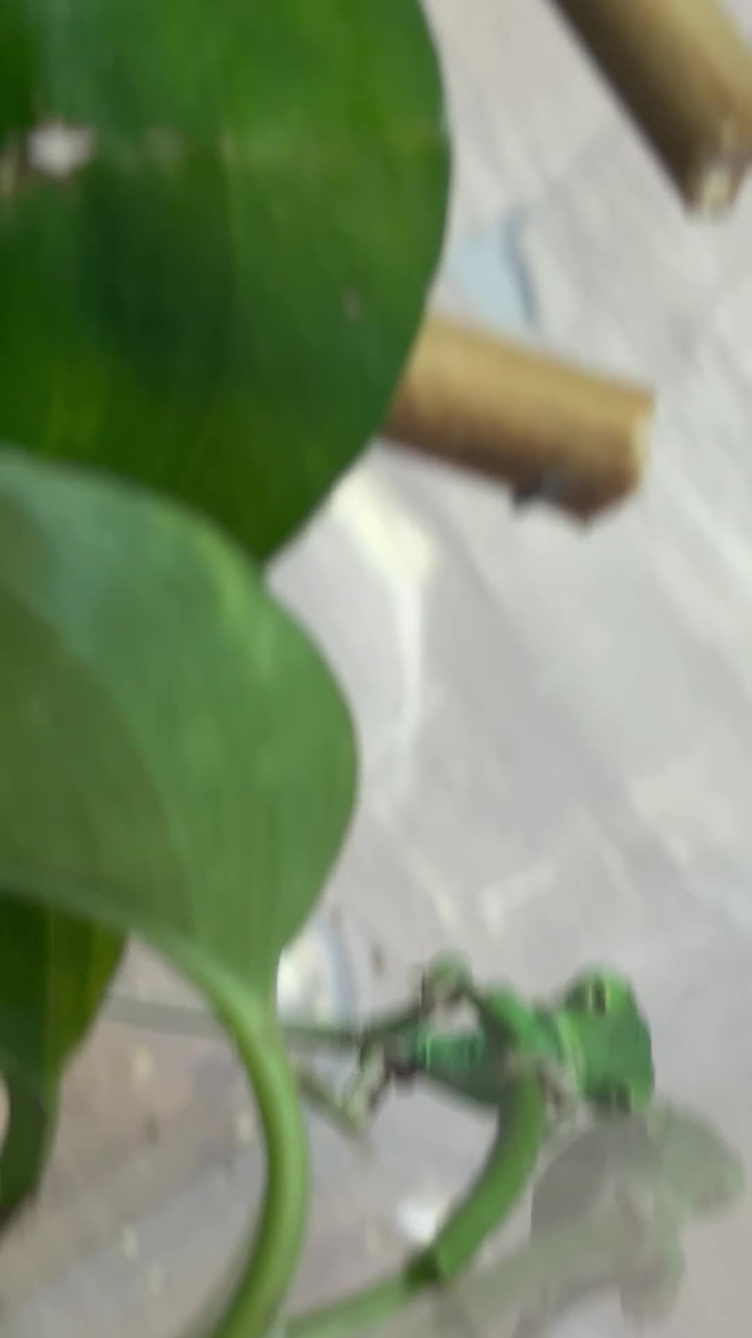 Chameleon reptiles for sale: Veiled chameleons - Video 1