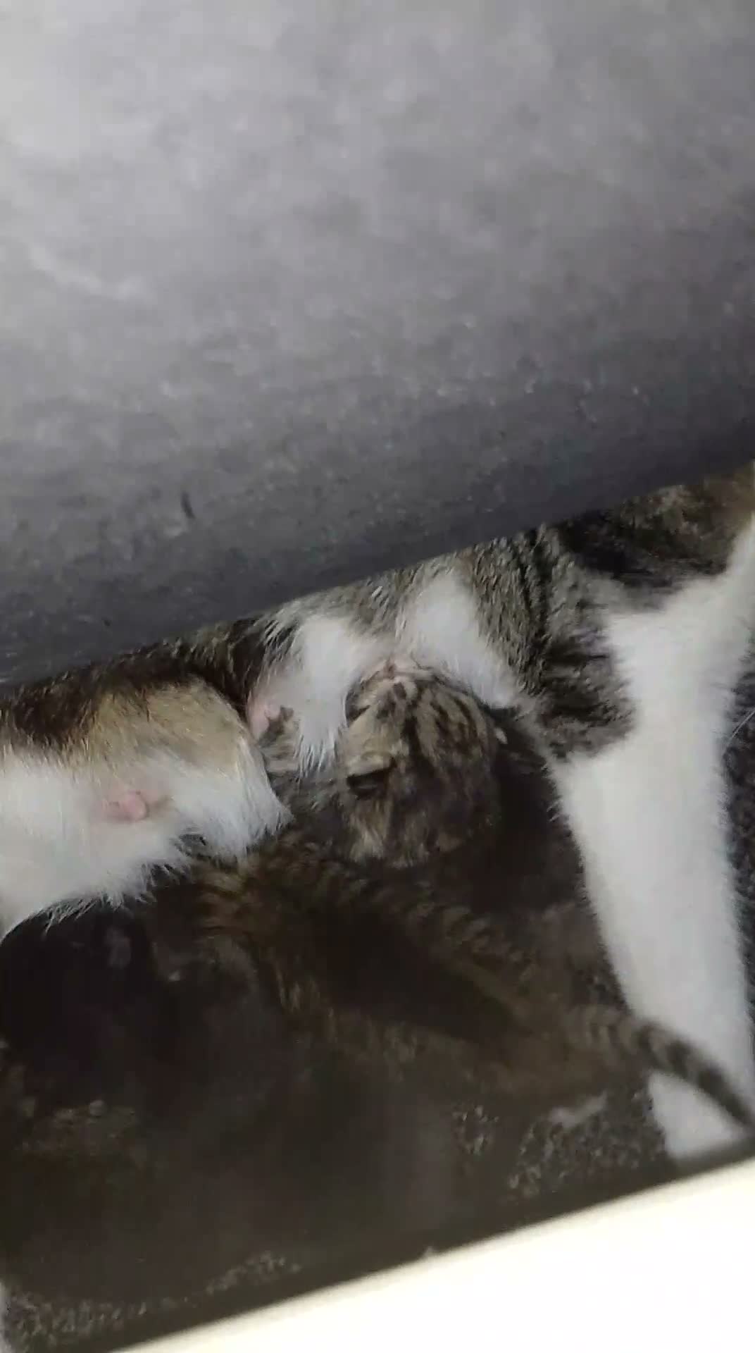 Mixed Breed cats for sale: Adorable Tabbies and Tuxedos for sale ❤️ - Video 4