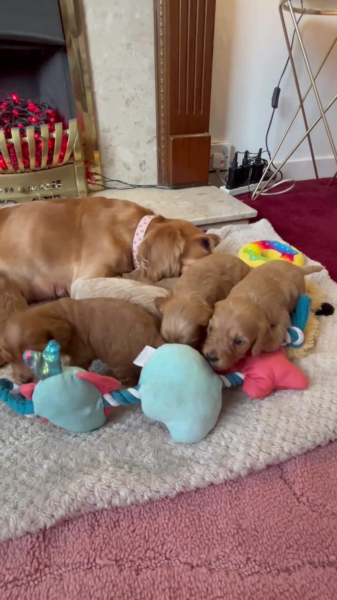 Cockapoo dogs for sale: Beautiful F1 cockapoos - Video 2