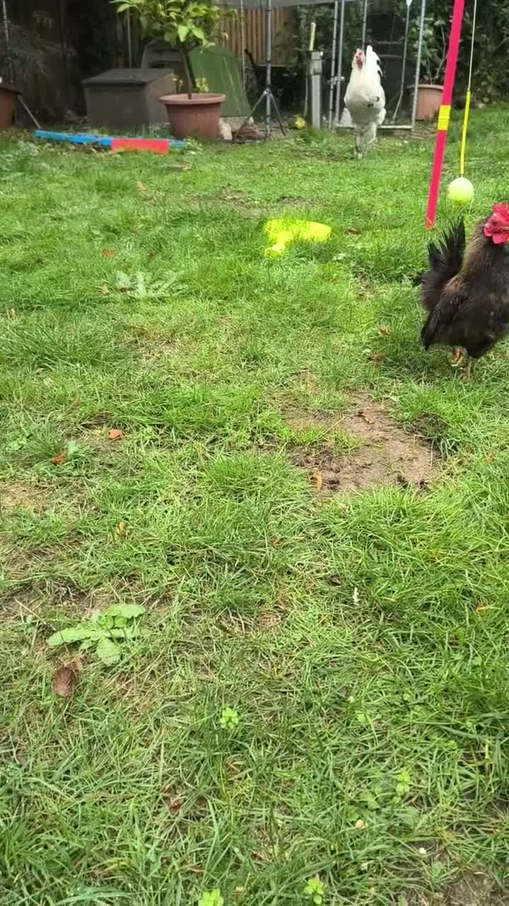 Chickens poultry for sale: White La Fleche Cockerel  - Video 1