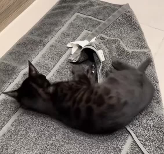 Bengal cats for sale: Beautiful Black Bengal Kitten 5 Months Old - Video 1