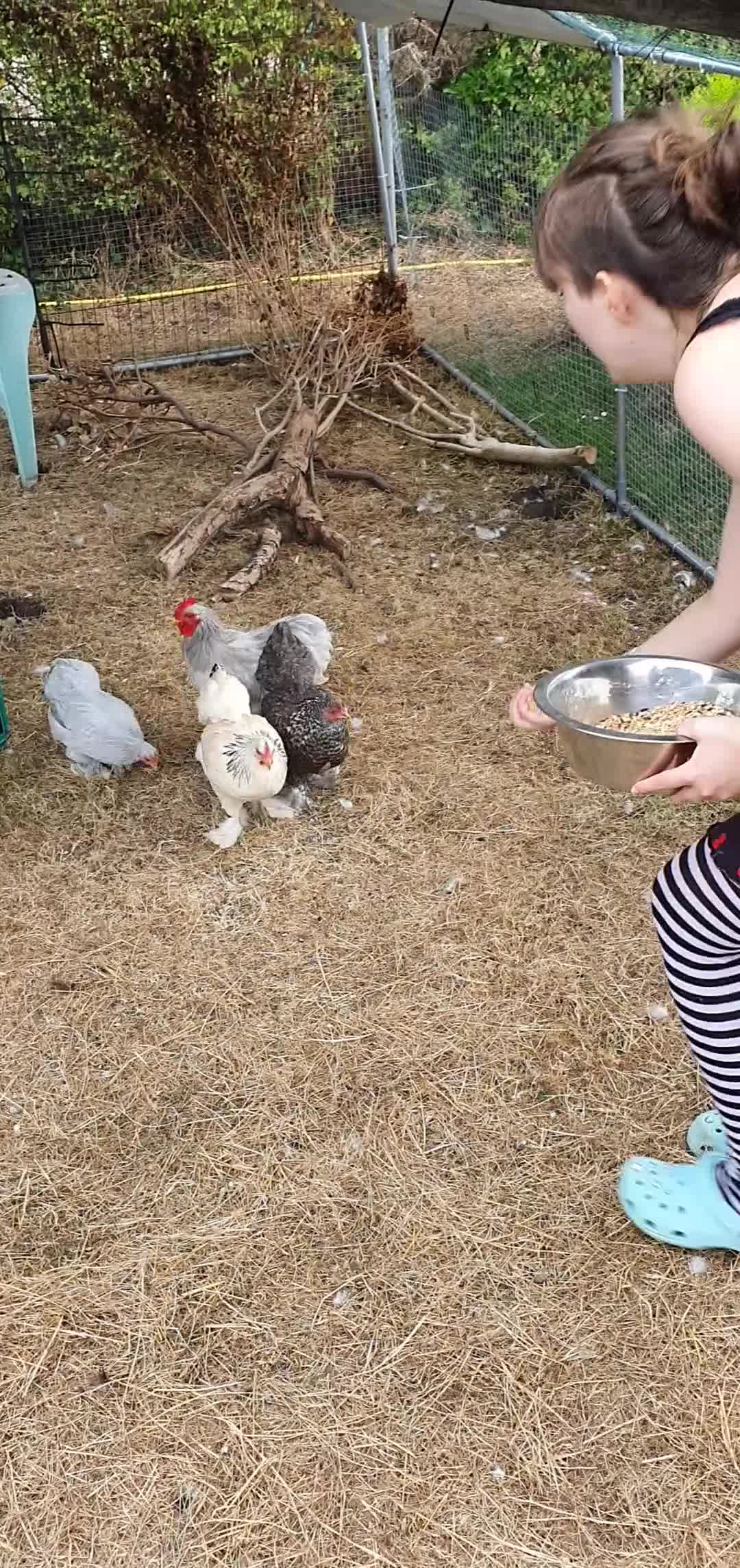 Chickens poultry for sale: Pet pekin bantams cross in Burry Port - Video 1