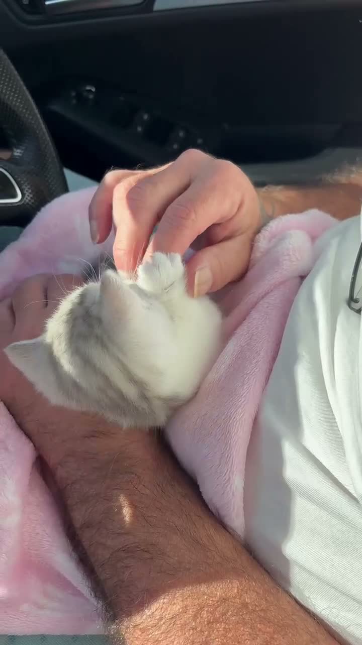 Munchkin cats for sale: ✨ **A tiny hug in a mug** ✨ - Video 2