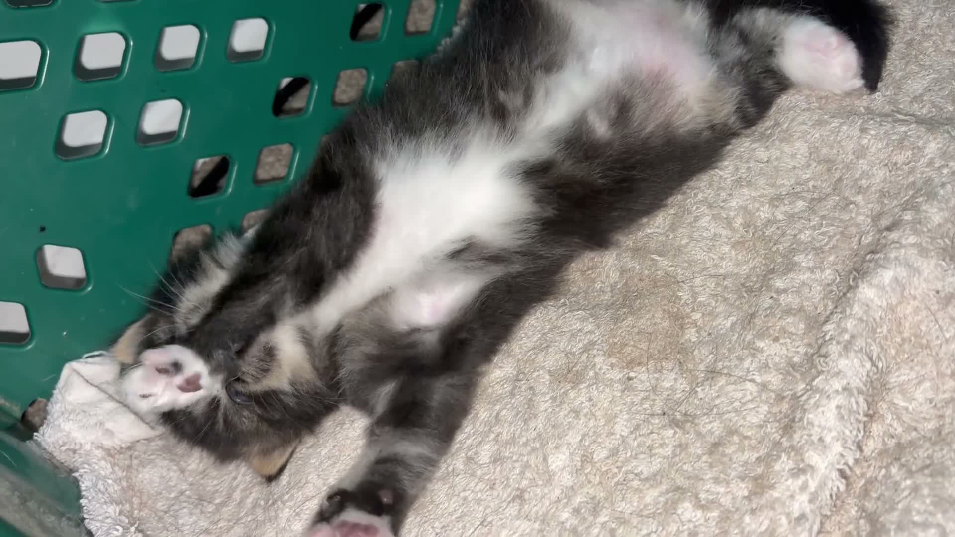 Mixed Breed cats for sale: Boy & girl  - Video 5