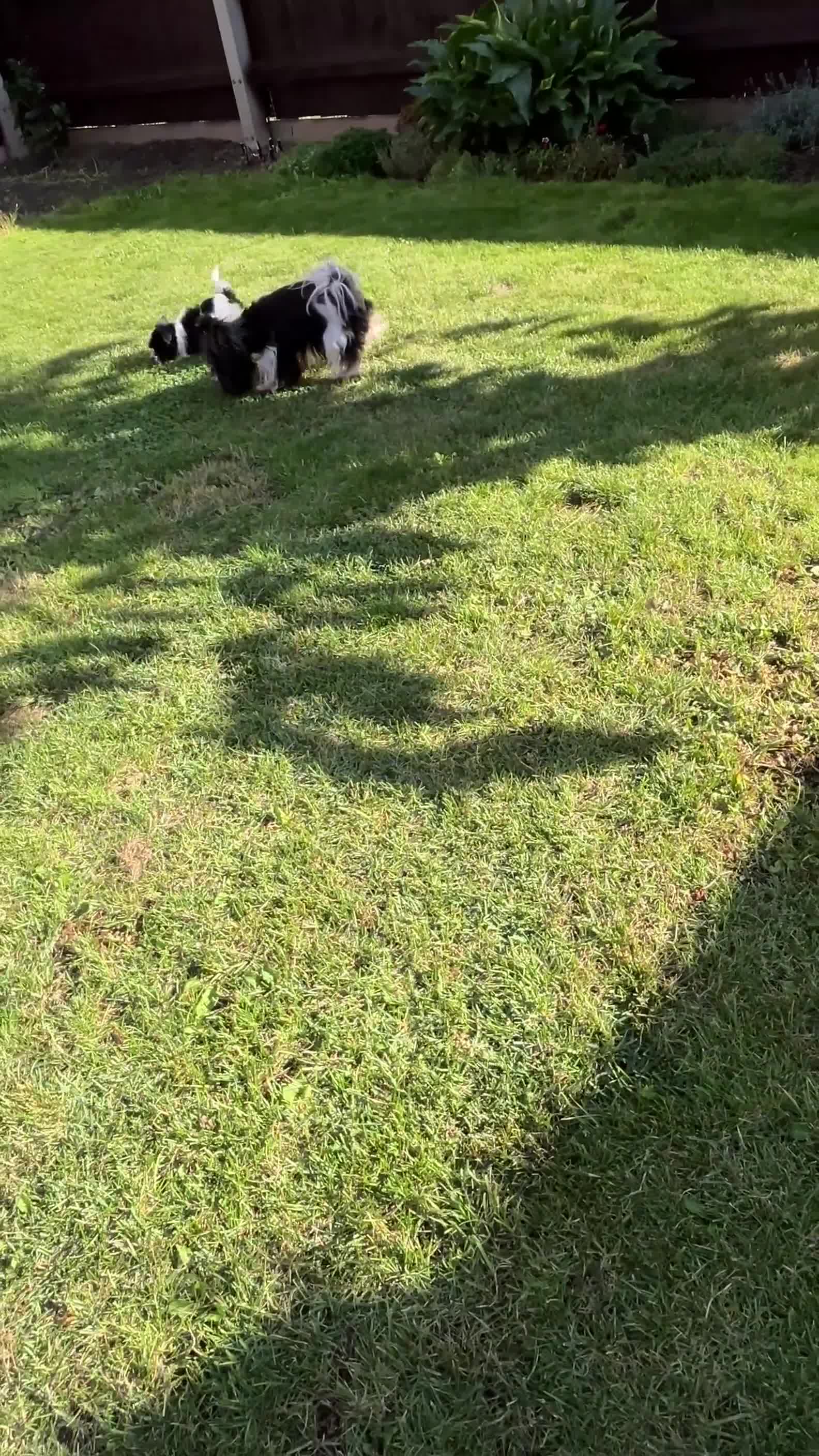 Biewer Terrier dogs for sale: ✨KC Beautiful Biewer x Biro Terrier Puppies✨   - Video 3