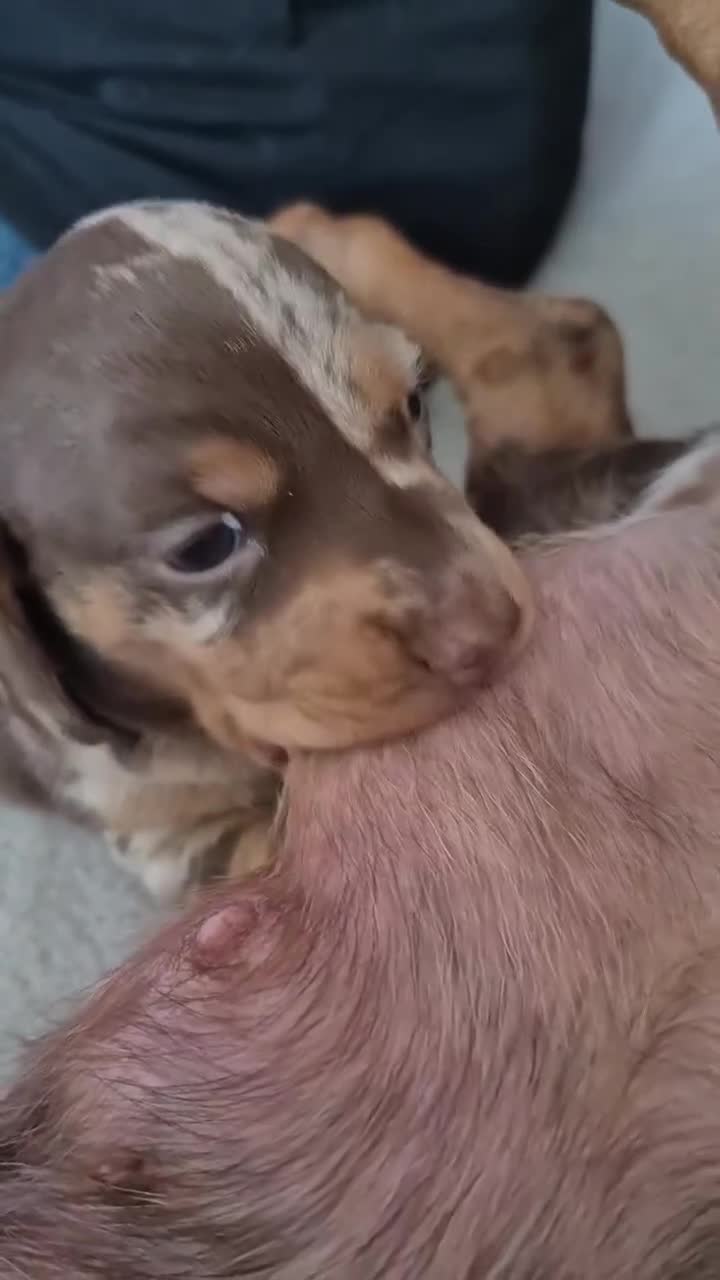 Miniature Dachshund dogs for sale: Miniature Daschund, chocolate & tan dapple smooth - Video 2