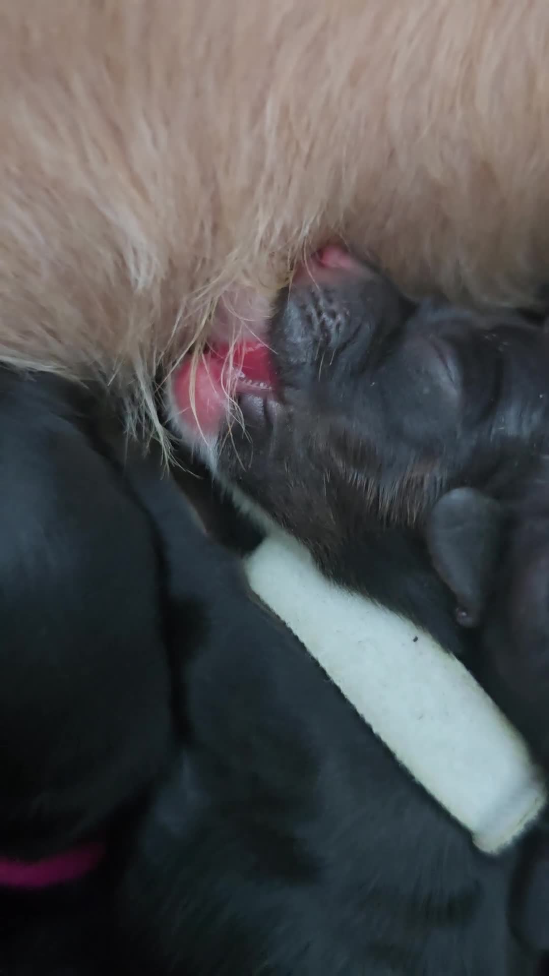 Cockapoo dogs for sale: American Cockapoo Puppies - Video 1