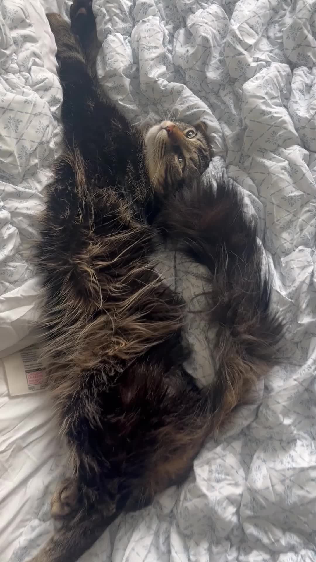 Mixed Breed cats for sale: Chilli and Rambo - Video 2