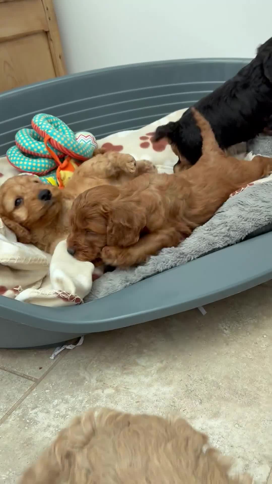Cockapoo dogs for sale: F1 Cockapoo Puppies Available! - Video 1