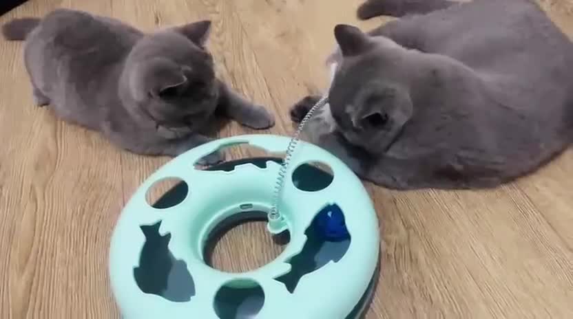 British Shorthair cats for sale: 👑🏆GCCF Registered British Shorthair Kittens🏆👑 in Wakefield - Video 1