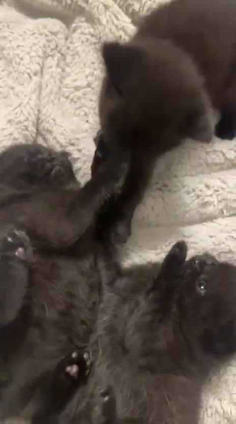 British Shorthair cats for sale: British short hair half breed .  - Video 2