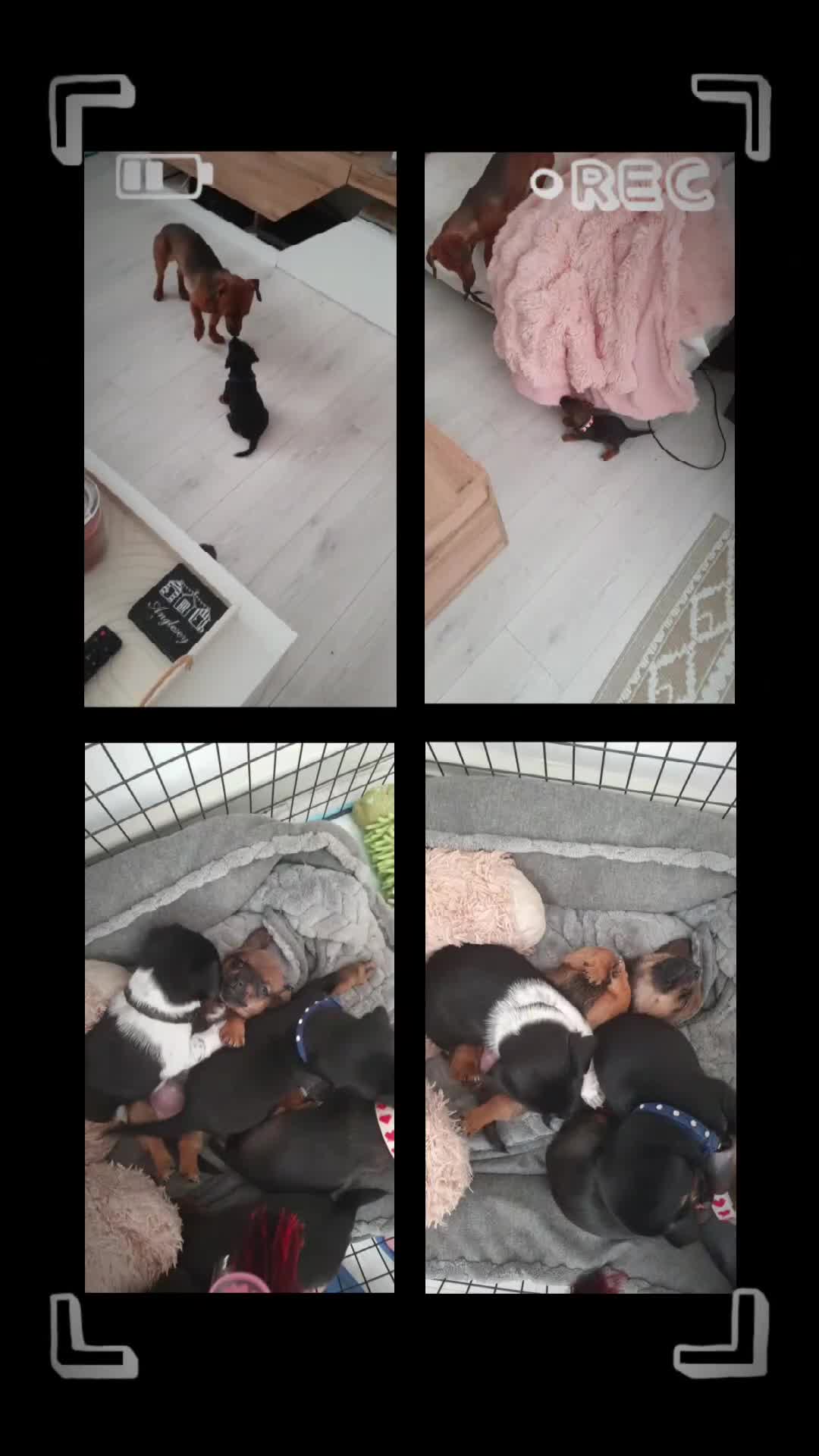 Mixed Breed dogs for sale: Small breed puppies Isle Of Anglesey - Video 1