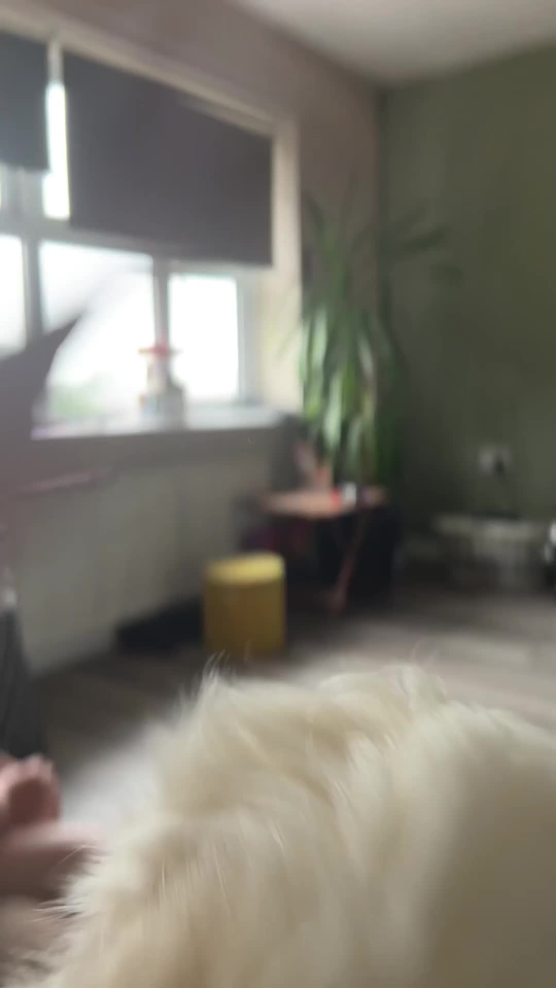 Mixed Breed dogs for sale: Husky X Terrier - Video 3