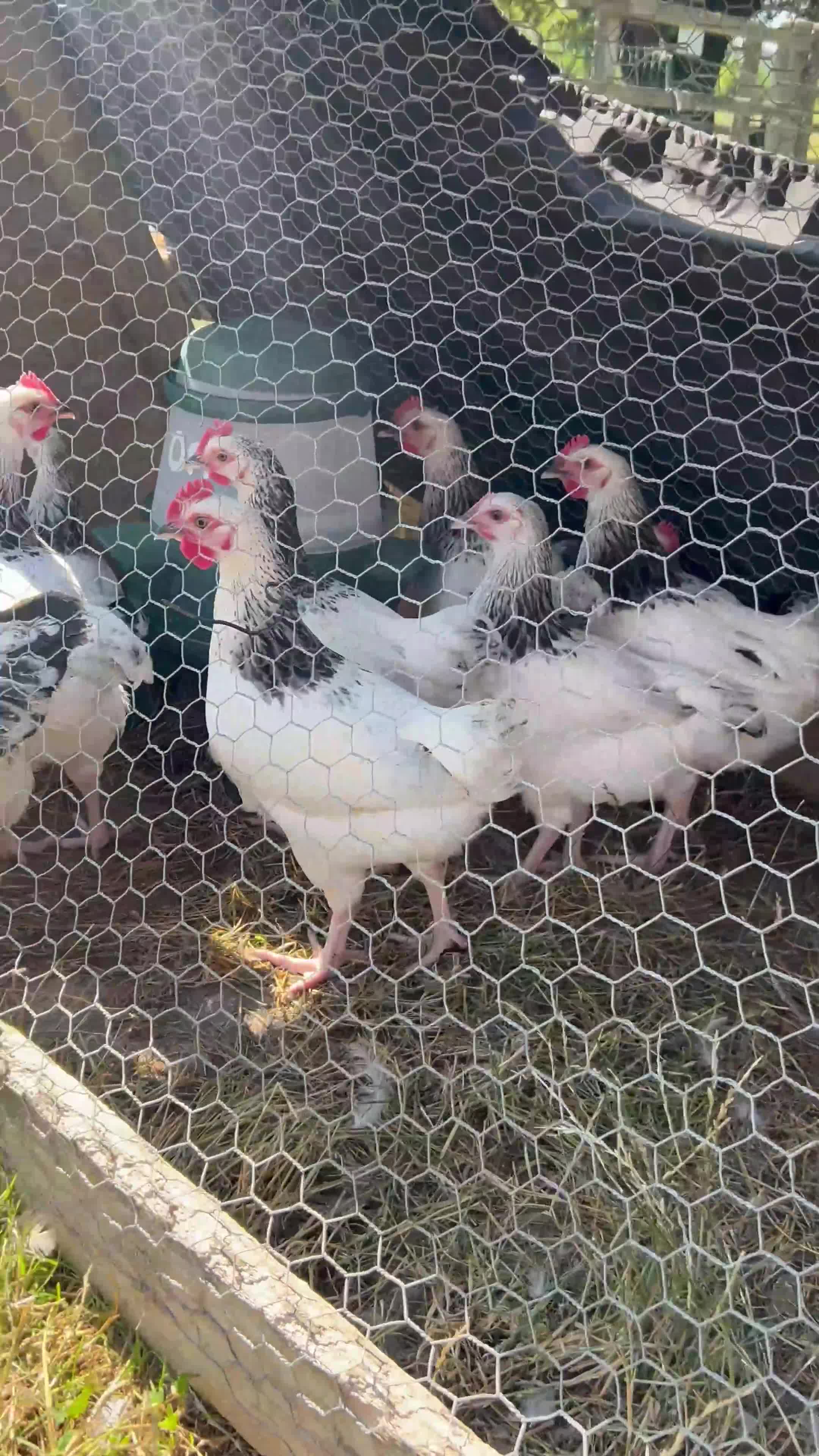 Chickens poultry for sale: LIGHT SUSSEX  in Yeovil - Video 1