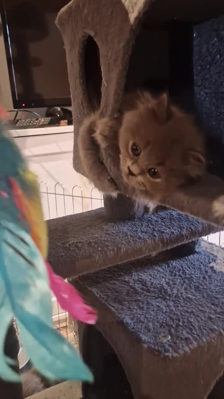 British Longhair cats for sale: Blue & Lilac Gorgeous British longhair kittens - Video 1