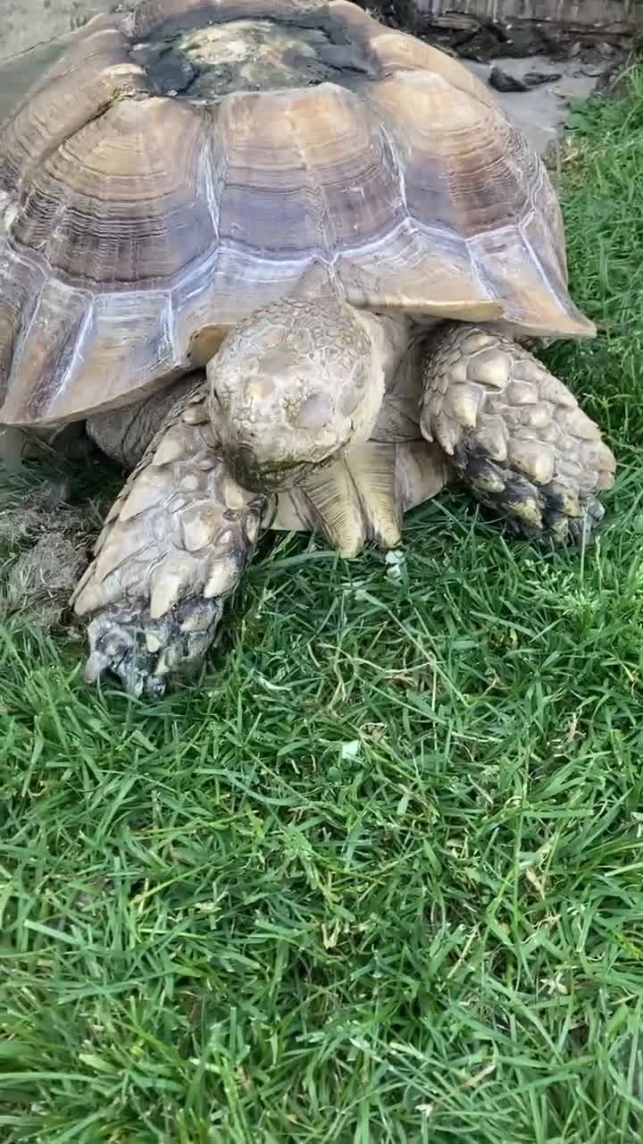 Tortoise reptiles for sale: Sulcata tortoise 19 years old  in Harrogate - Video 1