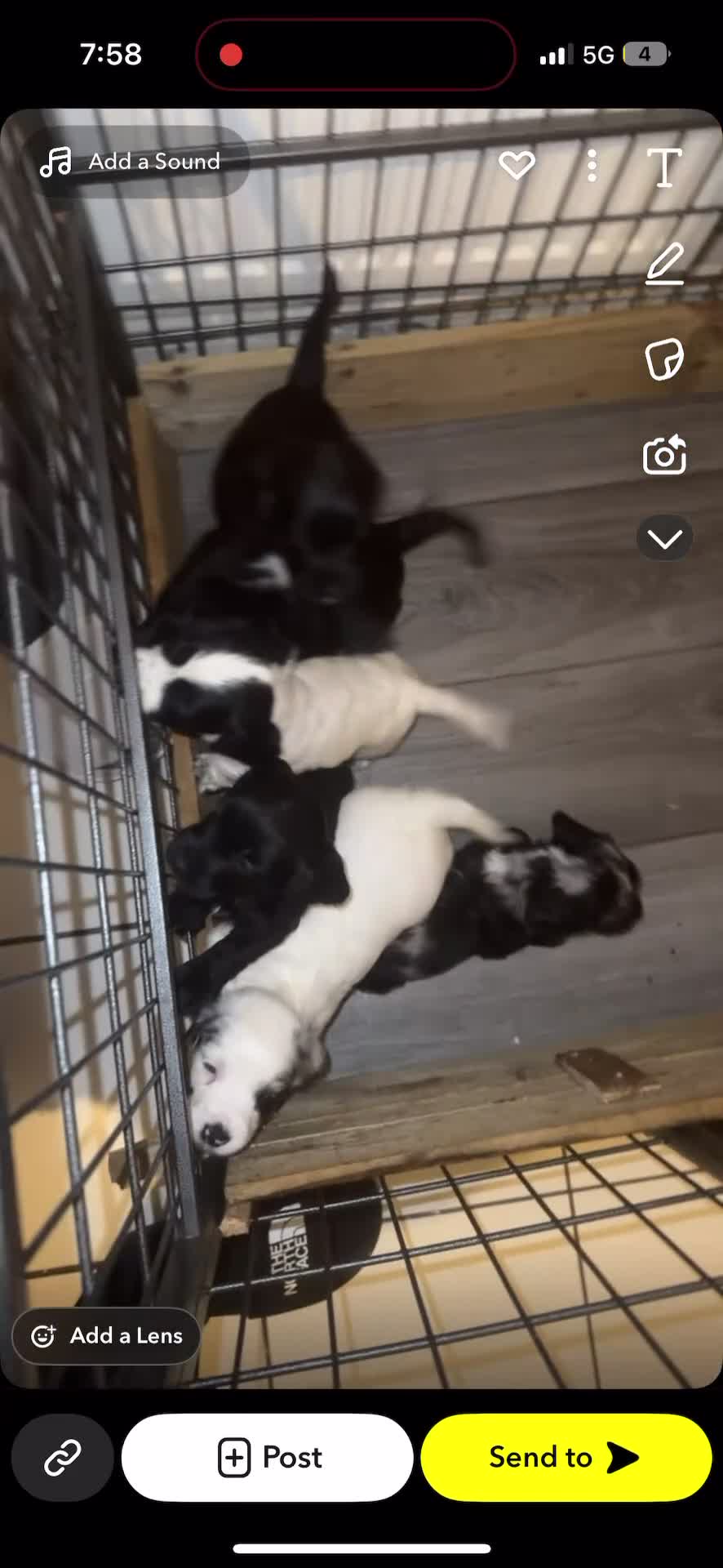 Cocker Spaniel dogs for sale: Cocker spaniel puppies  - Video 2