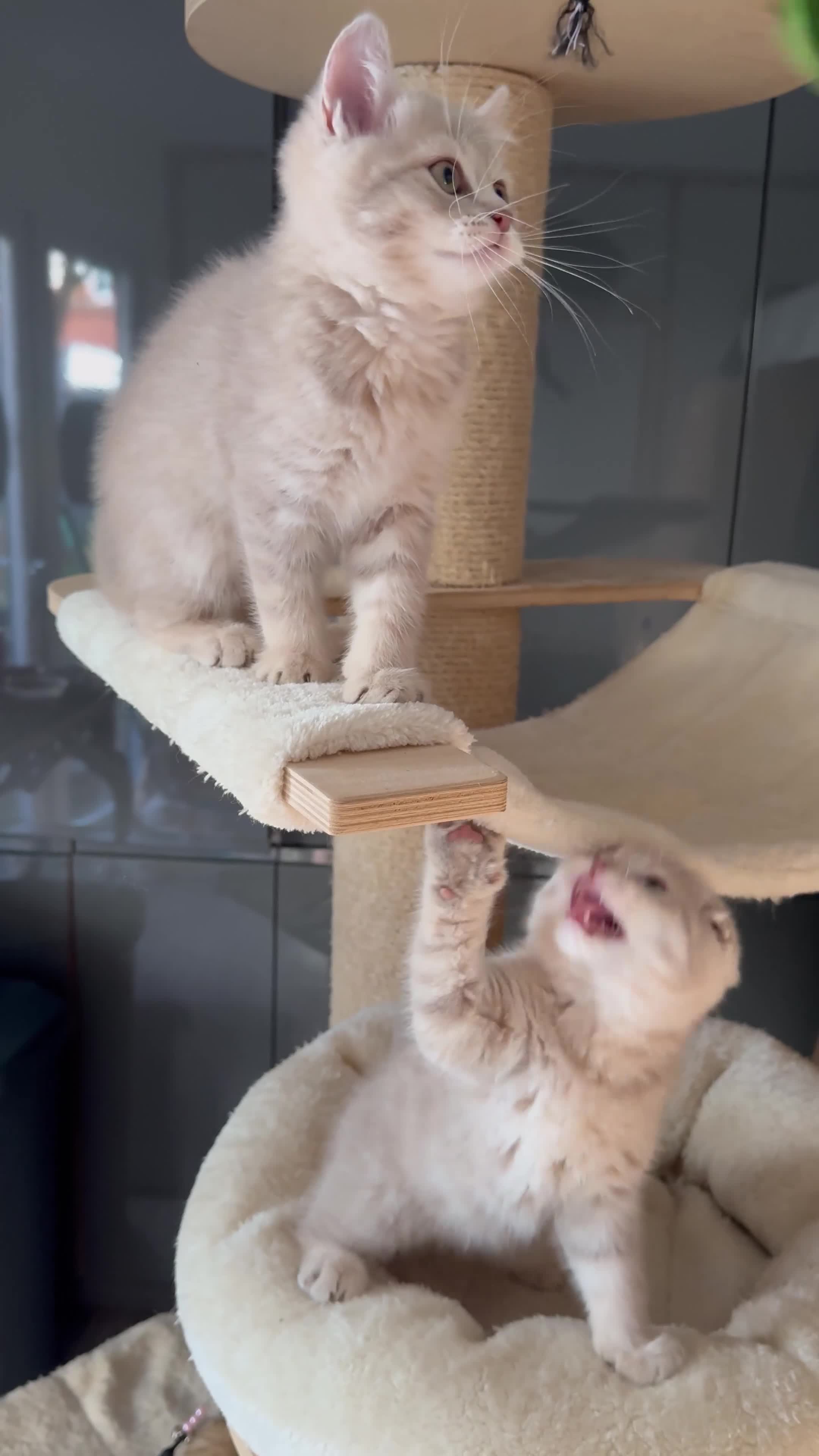 Scottish Fold cats for sale: Full pedigree Scottish Fold  in Croydon - Video 1